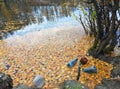 Plastic and glass in the forest, in the lake, garbage in nature, ecology in danger Royalty Free Stock Photo