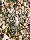 Plastic gloves left on a street