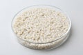 Plastic granules in petri dish on gray background, closeup Royalty Free Stock Photo