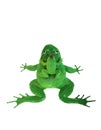 Plastic green frog toy Royalty Free Stock Photo