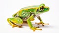 plastic Green frog toy on a white background, cut Royalty Free Stock Photo