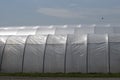 Plastic greenhouse in food production