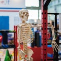 Plastic Human Skeleton in a Relaxed and Fun Pose