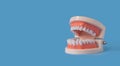 Plastic human teeth model is place on a blue background. Dental examination concept. Regular oral health is vital to oral health