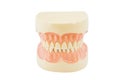 Plastic human teeth models