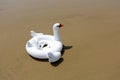 White inflatable toy goose, adobe rgb Royalty Free Stock Photo