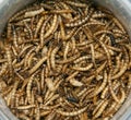 Plastic jar full of dried mealworms Royalty Free Stock Photo
