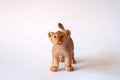 A plastic kids toy lion cub on a white background.