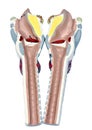 Larynx model