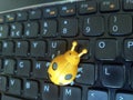 A plastic leady bug on black  laptop keyboard Royalty Free Stock Photo