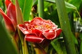 A plastic looking red exotic flower in the Tropical Greenhouse Royalty Free Stock Photo