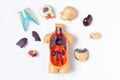 Plastic man dummy with internal organs on a white background. Teaching model of the human body Royalty Free Stock Photo