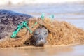 Plastic marine pollution. Seal caught in tangled nylon fishing n