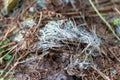 Plastic mesh on the forest floor, Tyrebagger Royalty Free Stock Photo