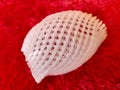 Close up of fruit protection foam net on red background. Royalty Free Stock Photo