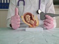 Plastic model of embryo in womb and ultrasound probe