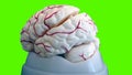 Isolated plastic brain model