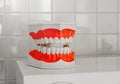 Plastic model of the human jaw with teeth Royalty Free Stock Photo