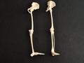 A plastic model of a human skeleton legs