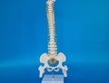 Plastic model of human spine on blue background Royalty Free Stock Photo