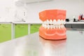 Plastic model of teeth on the background of the dental office Royalty Free Stock Photo