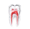 Plastic molar tooth model