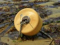 Plastic mooring buoy lying on beach