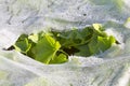 Plastic mulch and cucumber Royalty Free Stock Photo
