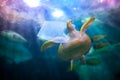 Plastic ocean turtle are eating plastic bags under the blue sea. Environmental conservation concepts and not throwing garbage into Royalty Free Stock Photo