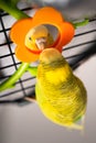 A plastic orange flower toy mirror on the side of a cage. A Budgerigar parakeet is looking into it playfully