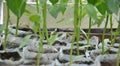 Plastic packs containing seedlings Royalty Free Stock Photo