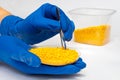 Plastic pellets . Colorant for polymers in granules. Plastic pellets in the hands with gloves and tweezers Royalty Free Stock Photo