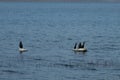 Penguins fake on an iceberg at the Northshore, Massachusetts.