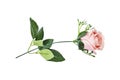 plastic Pink rose flower isolated on white background Royalty Free Stock Photo
