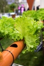 plastic pipe structures for landless cultivation. Salad in innovative hydroponic cultivation for water saving, prototype for