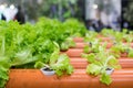 plastic pipe structures for landless cultivation. Salad in innovative hydroponic cultivation for water saving, prototype for