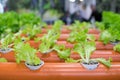 plastic pipe structures for landless cultivation. Salad in innovative hydroponic cultivation for water saving, prototype for