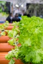 plastic pipe structures for landless cultivation. Salad in innovative hydroponic cultivation for water saving, prototype for