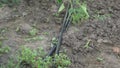 Plastic pipes for drip irrigation lying between rows of growing plants in garden. Unhurried camera movement and slight trembling