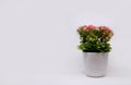 Plastic plant isolated on grey background Royalty Free Stock Photo