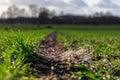 Plastic pollution on an acre with wheat crops Royalty Free Stock Photo