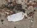 Plastic pollution on the beach. Single use plastic bottle in sand, marine trash on the beach. Stop plastic pollution. Garbage at Royalty Free Stock Photo