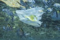 Plastic pollution, Close-up of white plastic bag with yellow smiley slowly drifting under surface of water with school of tropical