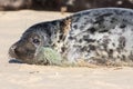 Plastic pollution. Fishing line caught around seals neck. Animal welfare