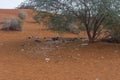 Plastic pollution and garbage dumping in the desert sand under a tree. Need for awareness of environmental protection, recycling, Royalty Free Stock Photo