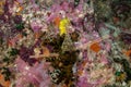 Plastic pollution in Ocean problem. Sea horse lving in a polluted tropical coral reef.