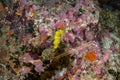 Plastic pollution in Ocean problem. Sea horse lving in a polluted tropical coral reef.