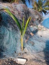 Plastic pollution. Palm tree sprout in fishing nets.