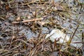 Plastic pollution in pond - Environmental problem