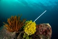 Plastic pollution in ocean problem. Floating plastic straw polluting tropical coral reef.